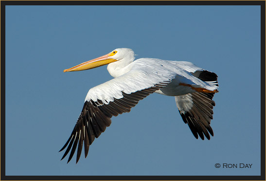 White Pelican, (Pelecanus erythrorhynchos), Flying